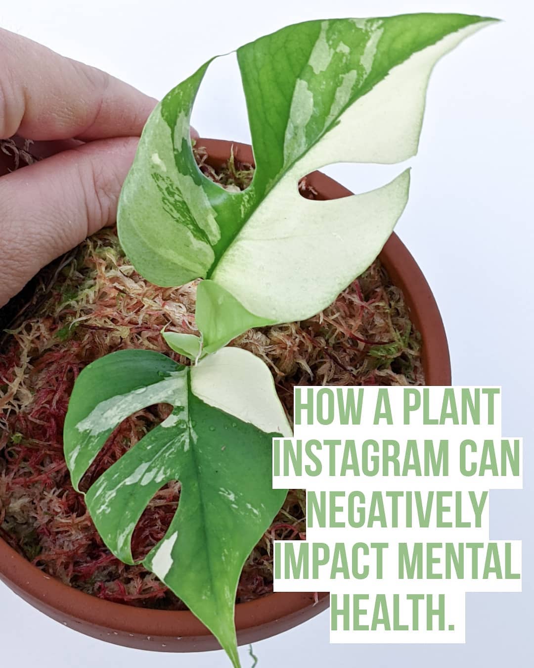 How A plant Instagram Can Negatively impact Mental Health