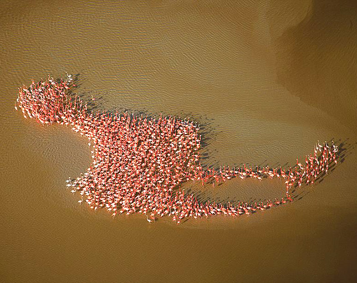 Momen Langka Kumpulan Flamingo Membentuk Flaminggo Raksasa