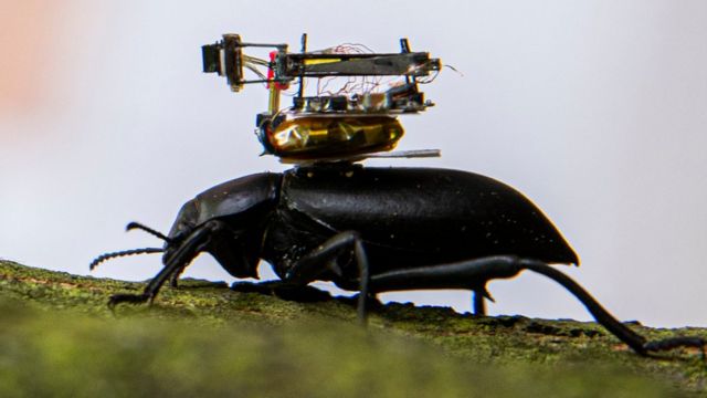 Wow Kamera Wireless Mini ini Bisa Dipasang di Punngung Serangga