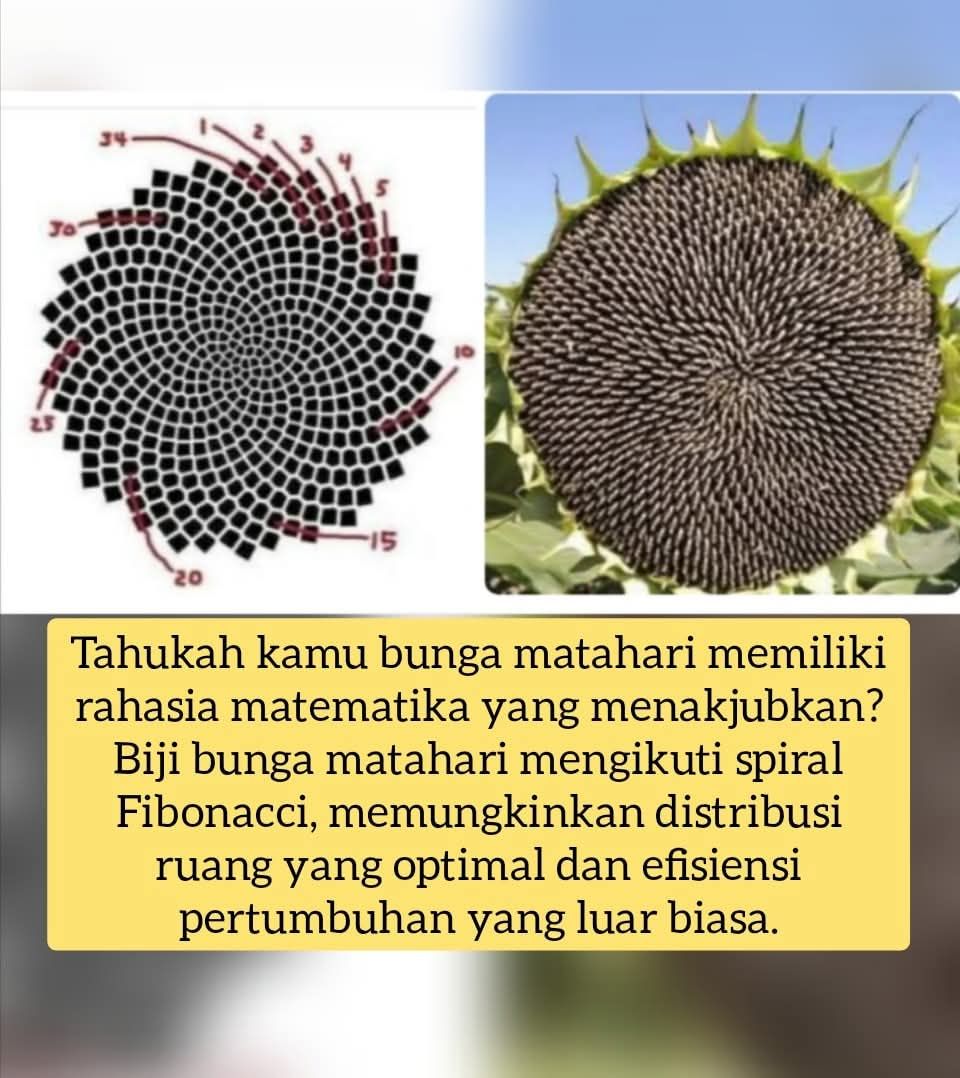 Tahukah Anda bahwa bunga matahari menyembunyikan rahasia matematika yang menakjubkan?