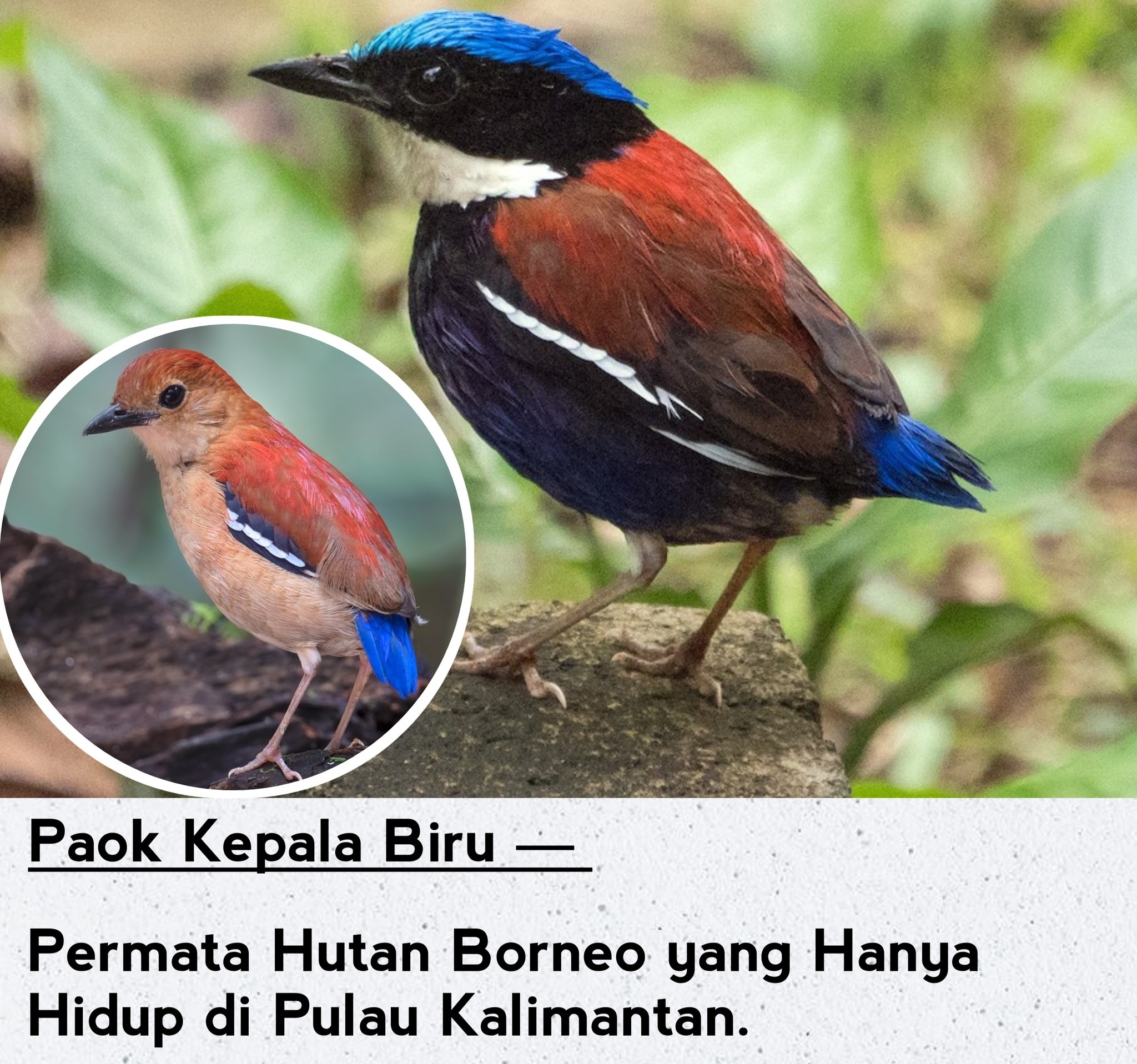 🐦 Paok Kepala Biru (Blue headed pitta) – Si Burung Kalimantan yang Dandanannya Nggak Kalem!
