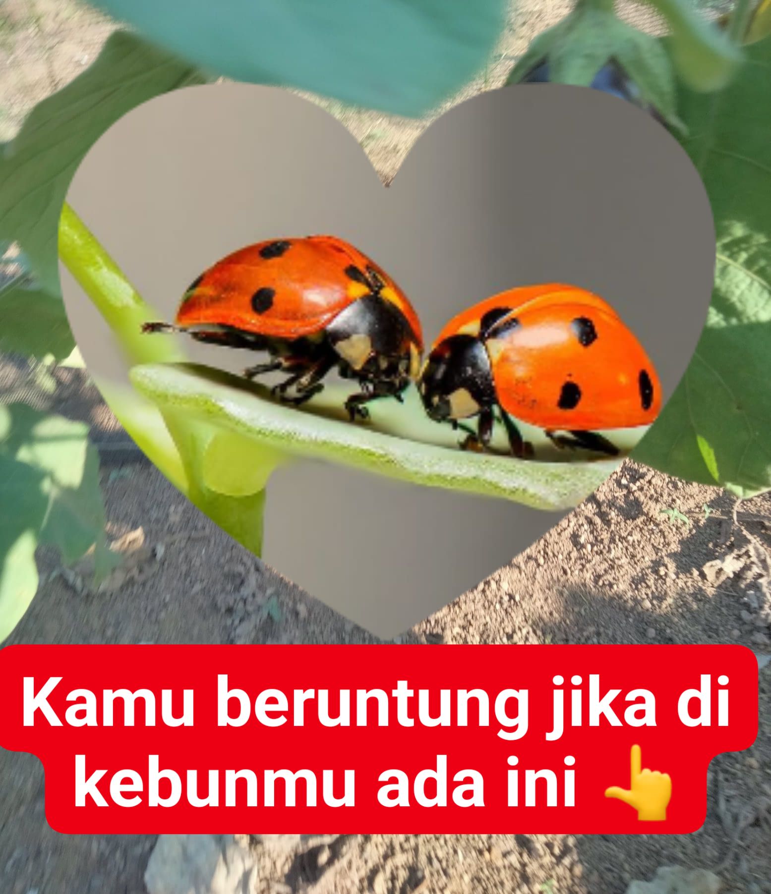 ** Kumbang Koksi Sahabat Para Petani **