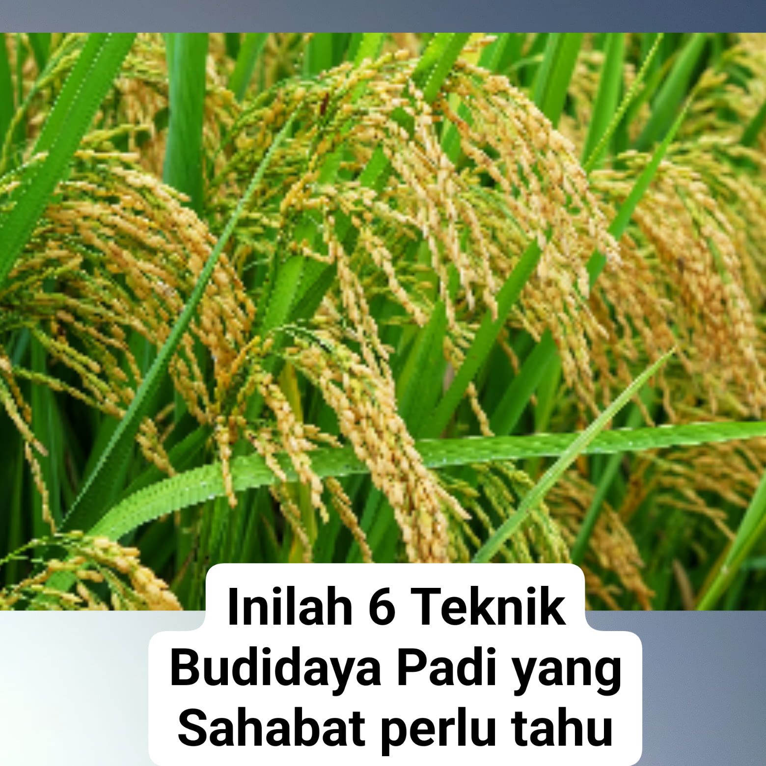 ** Inilah 6 Teknik Budidaya Padi yang Sahabat perlu tahu! **