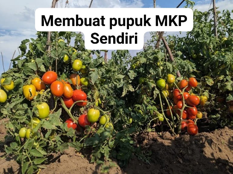 Cara Membuat Pupuk MKP Organik Sendiri.
