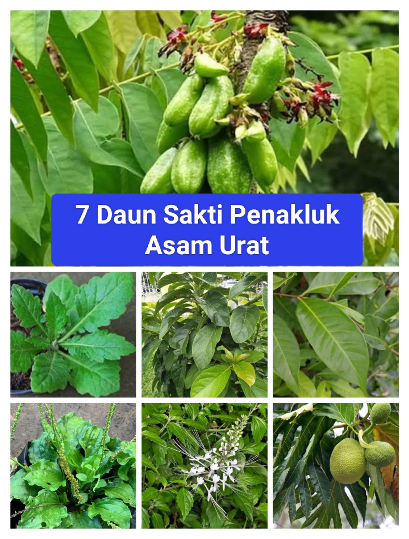 🫖 7 Daun Sakti Penakluk Asam Urat – Obatnya Ternyata Tumbuh di Halaman Rumahmu! 🌿