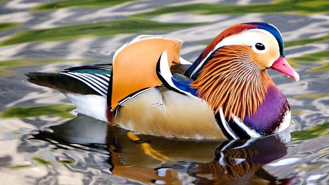 Bebek Mandarin Dinobatkan Sebagai Bebek Tercantik dan Terindah Di Dunia