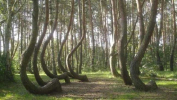 Aneh! Ratusan Pohon Bengkok Melengkung Di Polandia