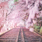 Menakjubkan! Fotografer Jepang Perlihatkan Keindahan Dari Setiap Musim Berbeda di Negeri Sakura