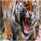 Sakit Gigi Tak Bisa Makan Daging, Gigi Taring Harimau Ini Diganti Emas