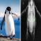 Peneliti Melakukan X-ray Terhadap Kaki Penguin, Begini Hasilnya!