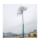 Pinus Ini diabadikan Karena Selamat Dari Tsunami Jepang 2011
