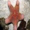 Bintang laut Australia ini mempunyai bentuk yang aneh