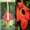 2 Bunga Indonesia Pecahkan Rekor Ukuran Terbesar di Dunia