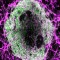Terobosan Stanford: Ilmuwan Berhasil Ciptakan Organoid Jantung dan Hati Lengkap Dengan Pembuluh Darahnya!