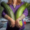 Alaska Penghasil Sayur-sayuran Raksasa Pencetak Rekor