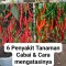 ** 6 Penyakit Tanaman Cabai & Cara mengatasinya **