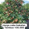 Tips Menanam Cabai dari Biji agar Cepat Tumbuh.