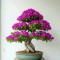 inspirasi bonsai bougenvile