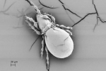 Kumbang Oppiella nova, Hewan Yang Bisa Hidup Tanpa Perlu Kawin