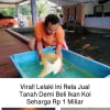 Viral! Lelaki Ini Rela jual Tanah Demi Beli Ikan Koi Seharga Rp 1 Miliar