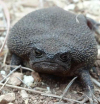 Unik! Black Rain Frog Katak yang Selalu Ceberut
