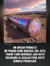 Ketika Kayu Menjadi Kristal: Keajaiban Fosil Berwarna dari 200 Juta Tahun Lalu"