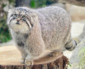 Pallas Cat, Kucing Dengan Bulu Terlebat Dan Terpanjang