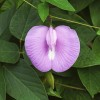 Unik Bunga Clitoria Karena Bentuknya Seperti Klitoris Perempuan