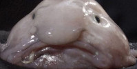 Blobfish, Ikan Aneh Yang Berbentuk Wajah Gendut