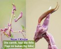 Idolomantis diabolica, alias belalang sembah iblis
