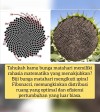 Tahukah Anda bahwa bunga matahari menyembunyikan rahasia matematika yang menakjubkan?