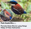 🐦 Paok Kepala Biru (Blue headed pitta) – Si Burung Kalimantan yang Dandanannya Nggak Kalem!