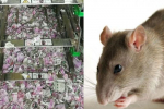 Tikus Makan Uang Kertas 18.000 Dollar di Mesin ATM 