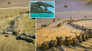Fosil Paus Purba Ditemukan di Gurun Pasir Mesir