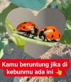 ** Kumbang Koksi Sahabat Para Petani **