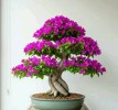 inspirasi bonsai bougenvile