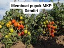 Cara Membuat Pupuk MKP Organik Sendiri.