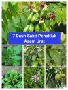 🫖 7 Daun Sakti Penakluk Asam Urat – Obatnya Ternyata Tumbuh di Halaman Rumahmu! 🌿