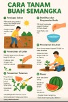 🫧Cara menanam buah semangka yang mudah dan cocok untuk pemula 🍉👇