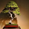 Bukan Sekadar Pohon Kerdil: Mengapa Bonsai Adalah Investasi Harta dan Jiwa?
