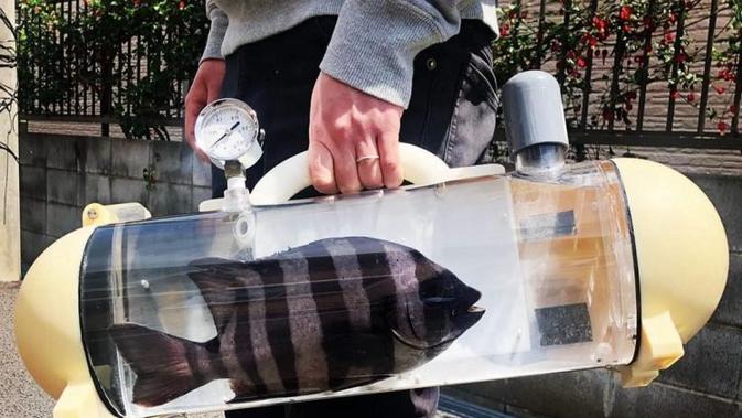 Katsugyo Bag, Tanki Portable Unik Untuk Bawa Ikan Jalan-Jalan
